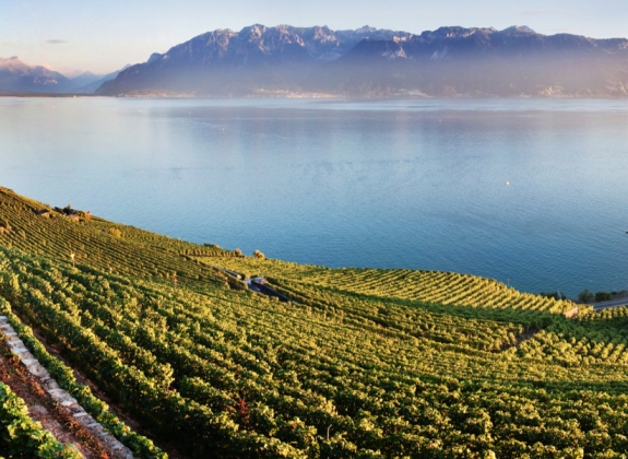 vineyard panoramic view