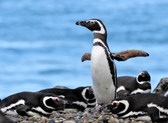 argentina_activity_tour_to_the_valdes_peninsula_with_punta_norte_and_the_estancia_san_lorenzo
