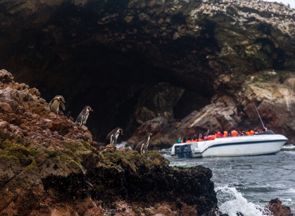 ballestas-islands-cruise_558926677_1