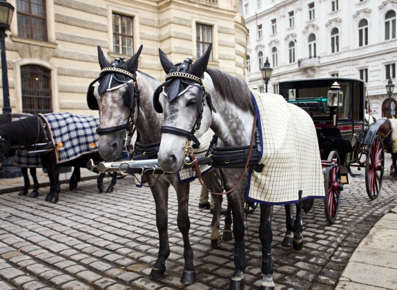 Horses waiting to whisk tourists around the beautiful city of Vienna. Spanish Riding School built in 1735 as an extension to the Hofburg Palace complex (13th Century).