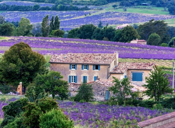 lavender field provence,france