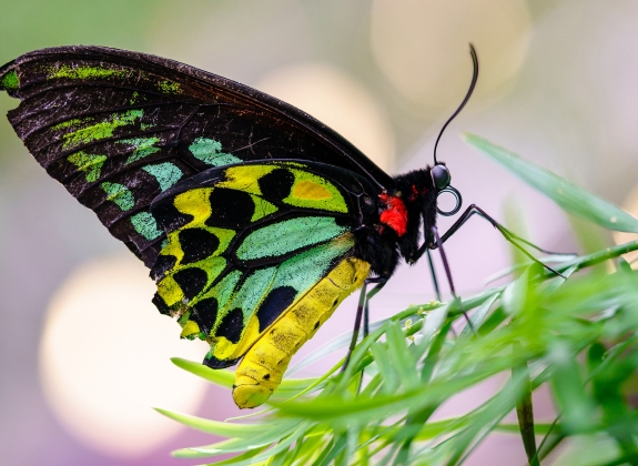 Niagara Parks Botanical Gardens’ Butterfly Conservatory