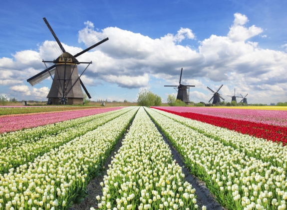 Dutch Windmills in tulip field