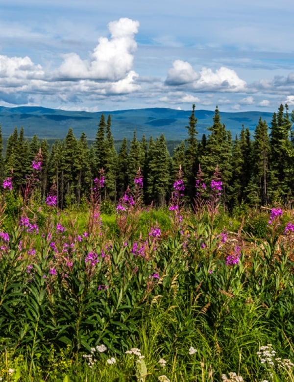 Fairbanks-Alaska-Flowers-1800x600
