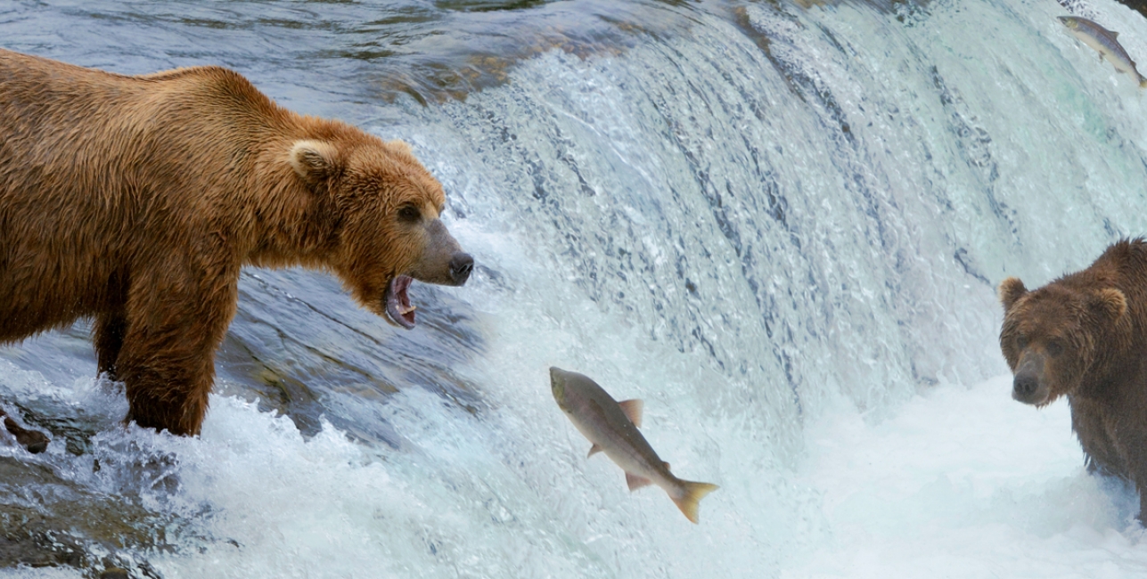 Alaska-grizzly-bears-catching-salmon-in-river_1800x600 grizzly bears in alska catching salmon in the river