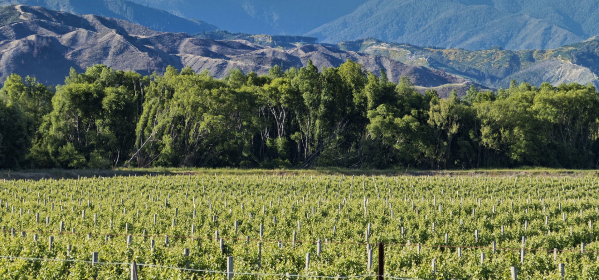 Nelson-1800x600