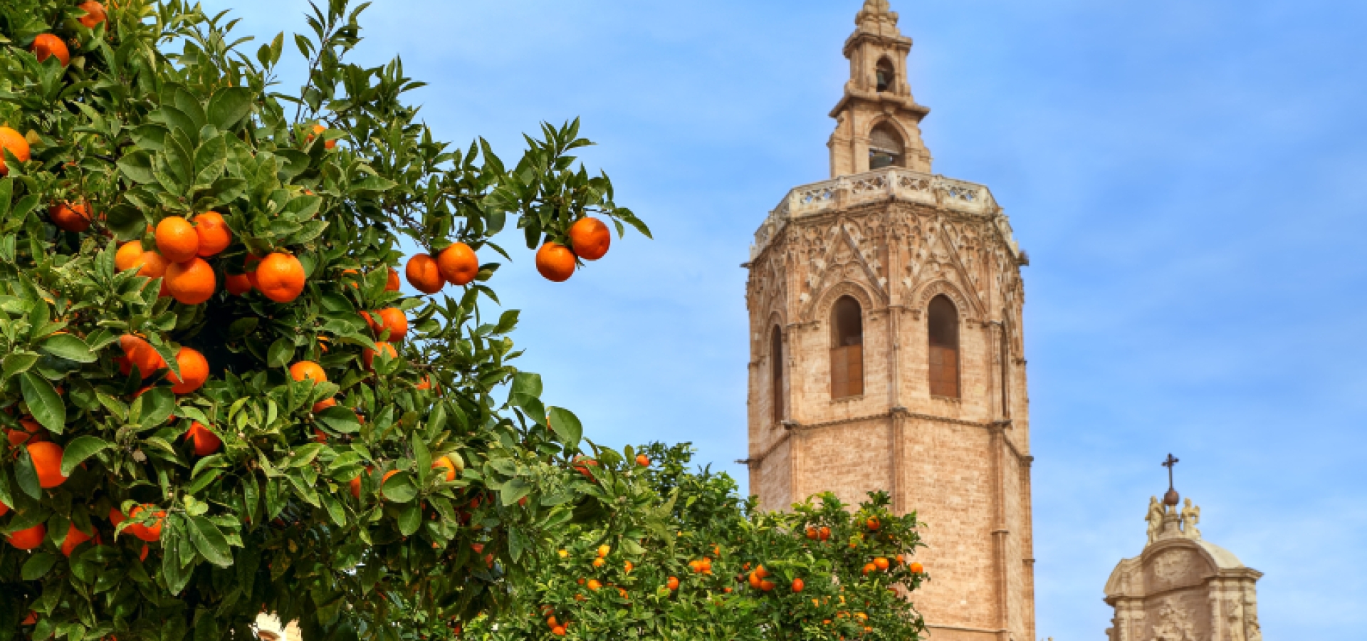 Orange-tree-and-Valencia-Cathedral-iStock_000035051594Small