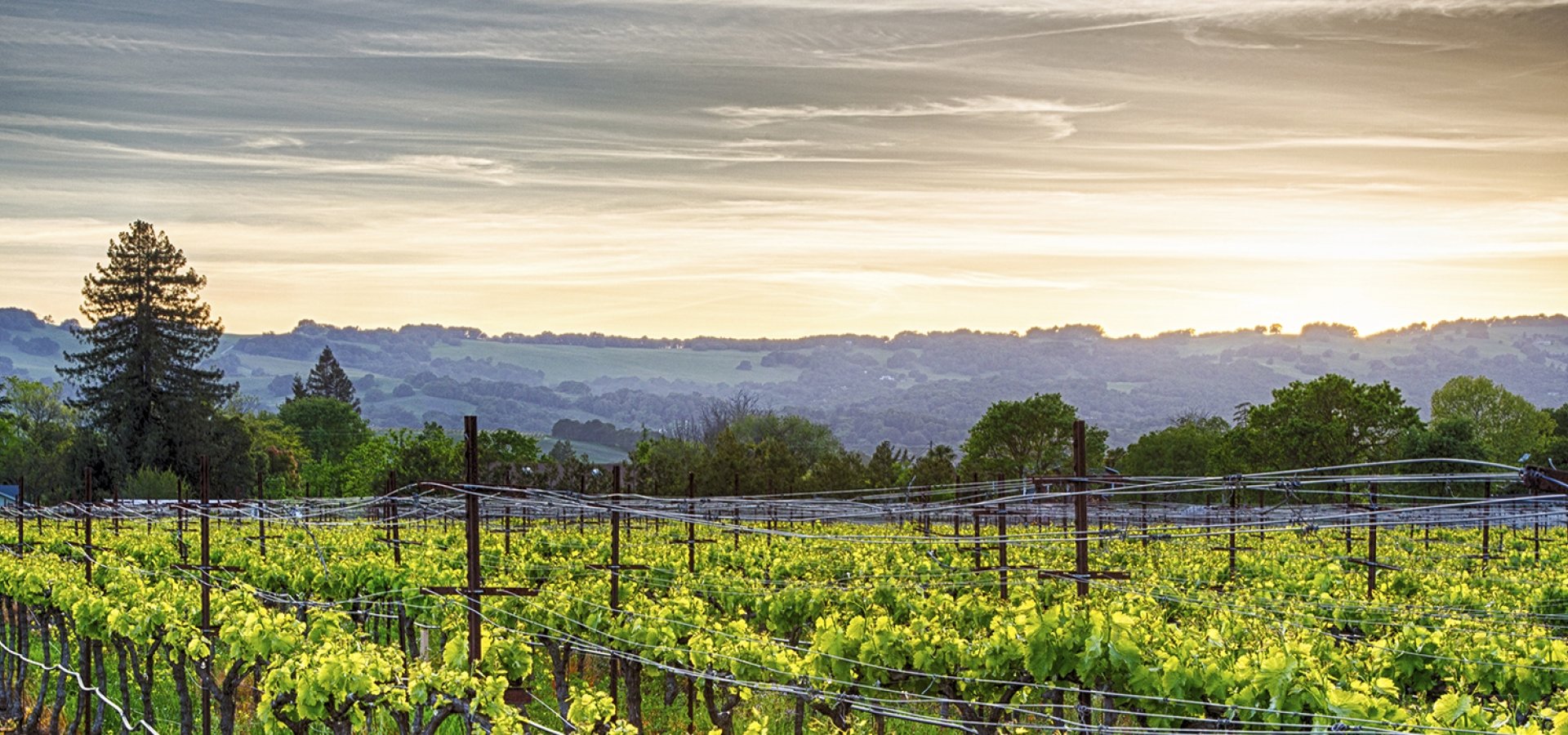 Napa-Valley Napa-Valley