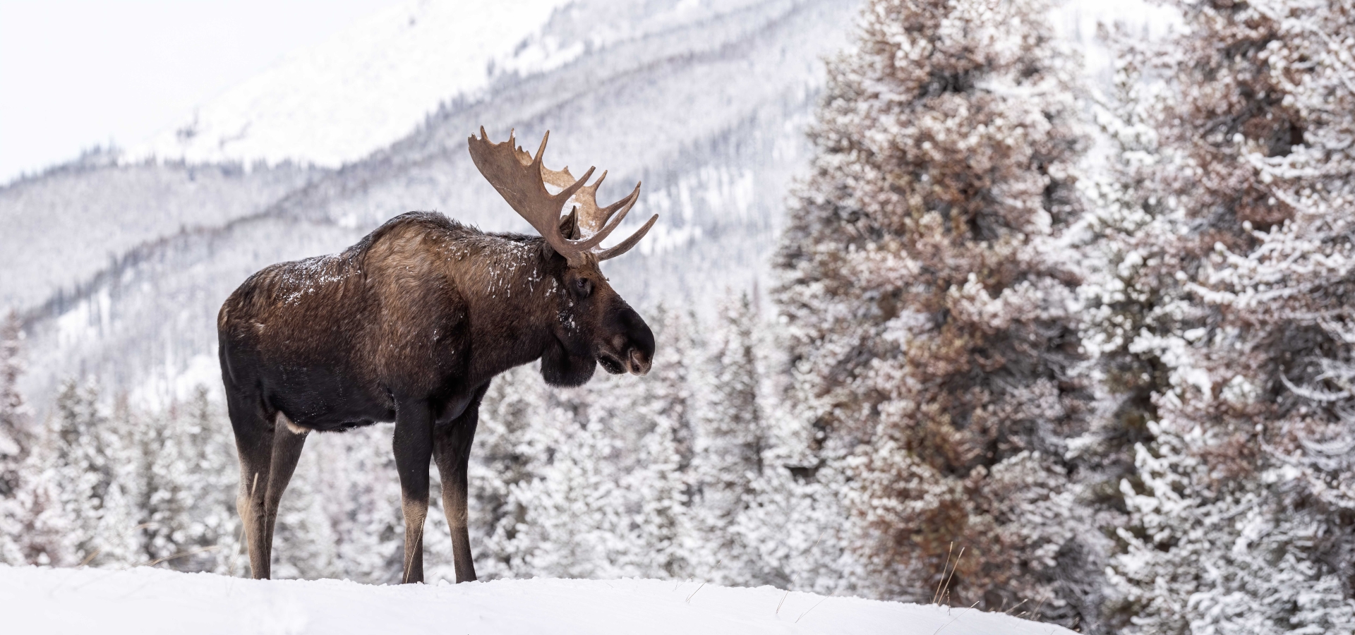 moose-in-snow-in-jasper-canada_1608601924_web