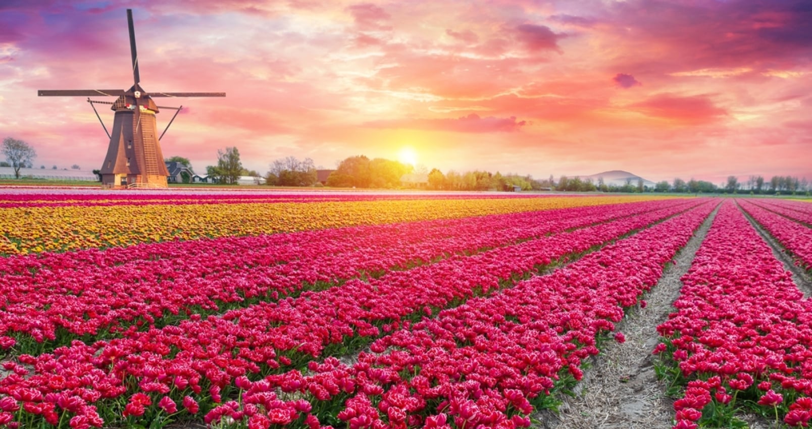 Landscape with tulips, traditional dutch windmills and houses near the canal in Zaanse Schans, Netherlands, Europe. High quality photo