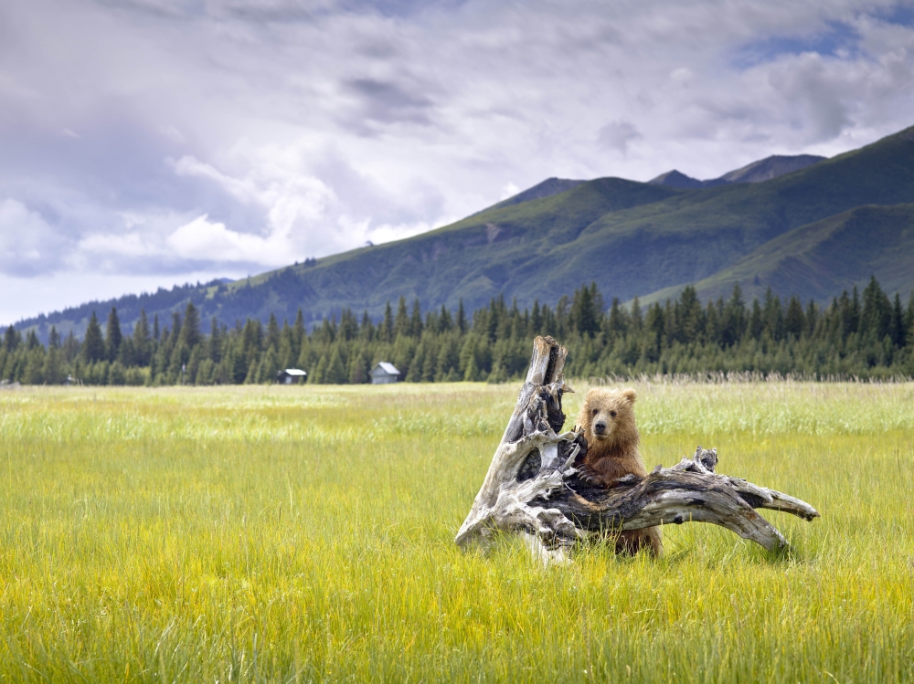 Bear by logs at Denali National Park in Alaska