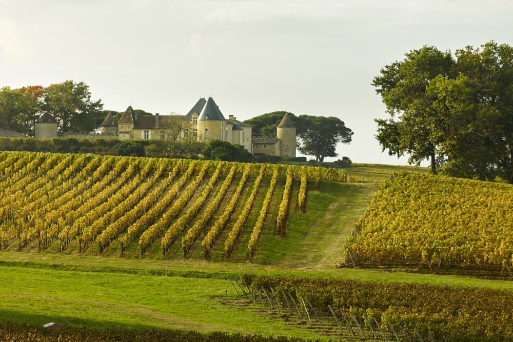 Vineyards in Bordeaux