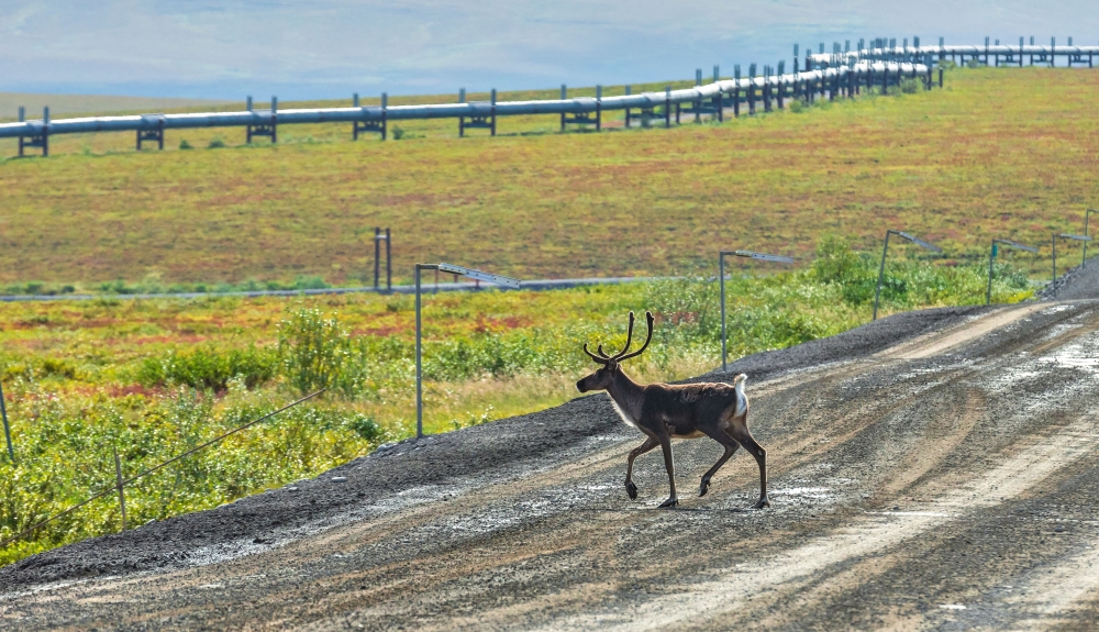 dalton-pipline-caribou-fairbanks-alaska_web