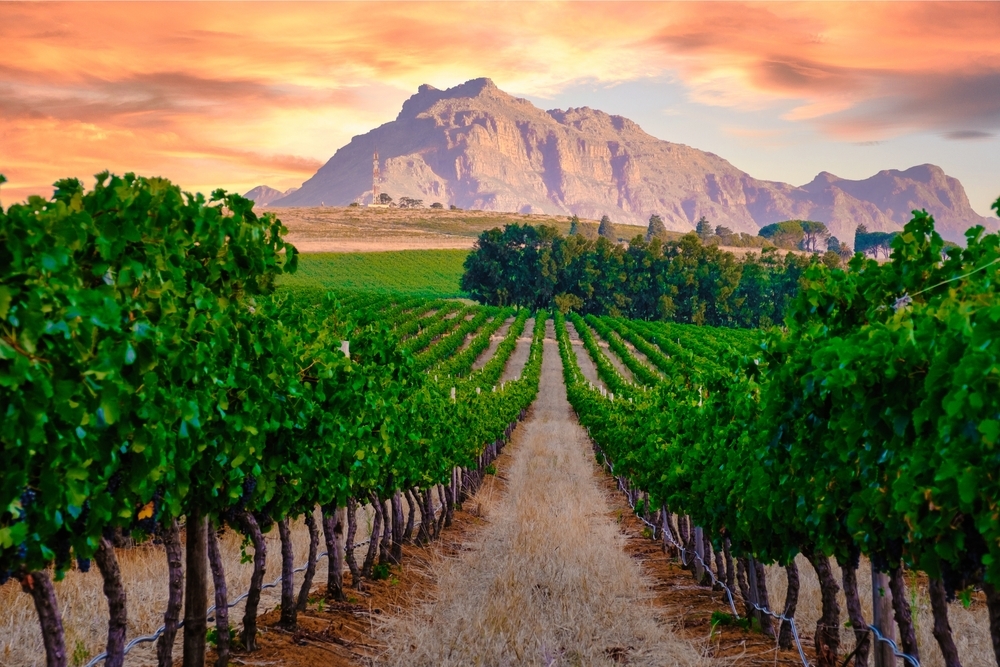 Vineyard landscape at sunset with mountains in Stellenbosch near Cape Town South Africa. wine grapes on the vine in the vineyard Western Cape South Africa Stellenbosch mountains